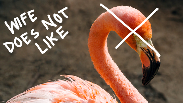 Illustration for article titled 9 Flamingo Pictures I Got For My Wife But Then I Remembered She Likes Peacocks, Not Flamingos